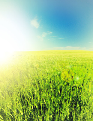 A landscape photo of a green field and blue sky