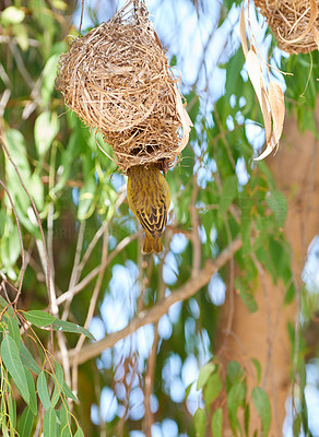 A bird\'s nest