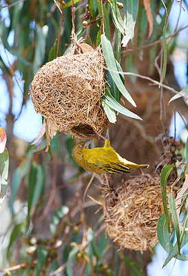 A bird\'s nest