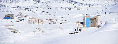 Sled dogs in around the city of Ilulissat - Greenland
