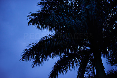 Palm in the dusky calm