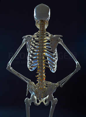 The axial skeleton
