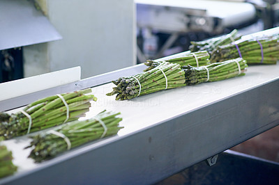 Processing the latest asparagus harvest