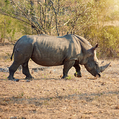 Let\'s keep these rhinos safe