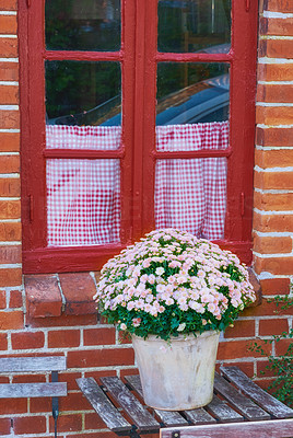 Osteospermum Flowers - in front of old window