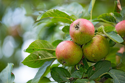 Fresh apple in the garden