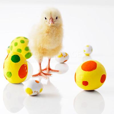 Tiny chick surrounded by colored easter eggs