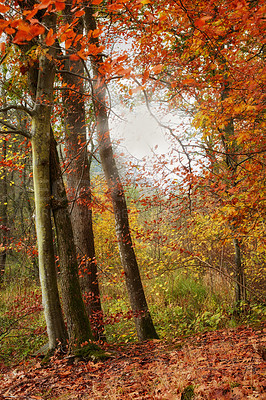 Forest dressed in the colors of autumn