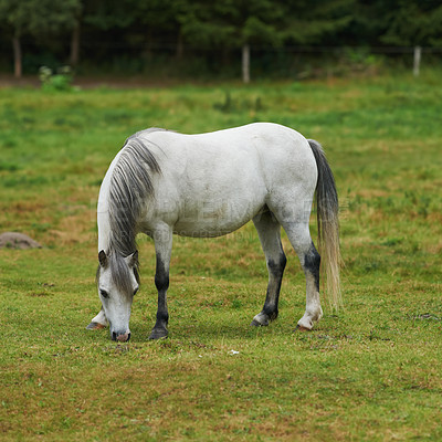 Equine beauty in the green pasture