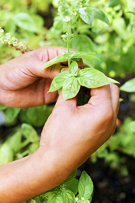 Human hand holding a the culinary herb Basil plant