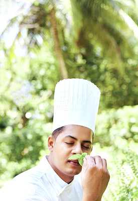 Male cook smelling fresh basil leaves