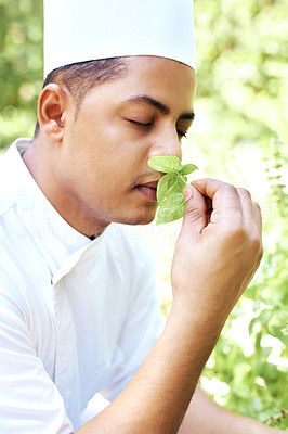 Young chef smelling fresh basil leaves