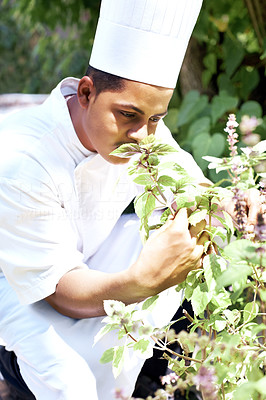 Young chef smelling the scent of fresh herbs