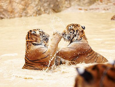 Two Indochinese tigers fighting playfully in the water