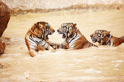 Three Indochinese tigers fighting in the water