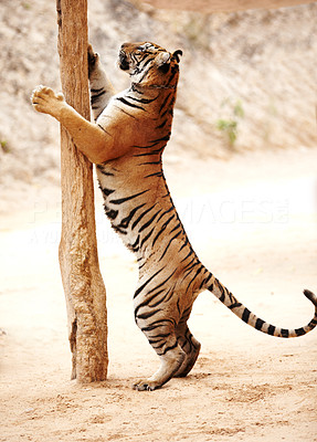 Tiger scratching a pole while standing on its hind legs