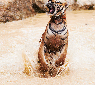 Majestic tiger jumping out of the water