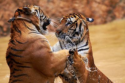 Tigers fighting it out