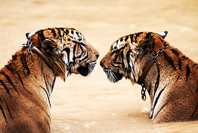 Two tigers in a dam
