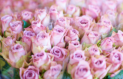 Pink roses for love