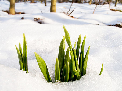 New plants coming up through the snow