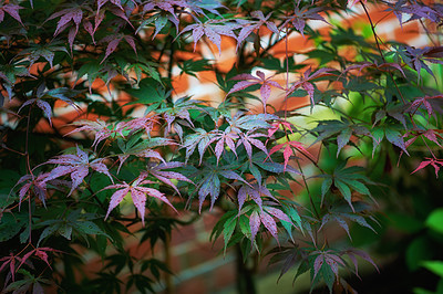 Japanese Maple leaves in autumn