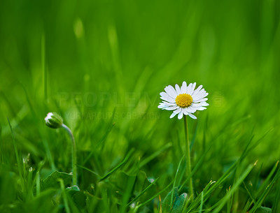 Daisy on a green lawn