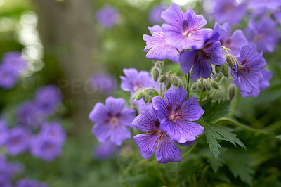 Purple flowers brightening up the garden