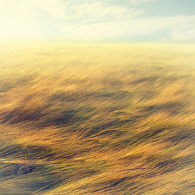 Wheat field - useful as background
