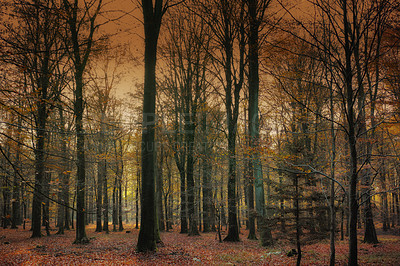 Before sunset in late autumn forest - Denmark