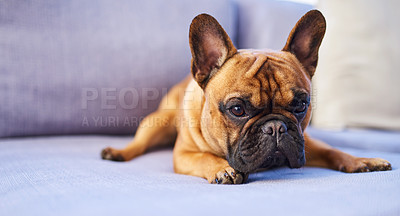 Pics of , stock photo, images and stock photography PeopleImages.com. Picture 2091526