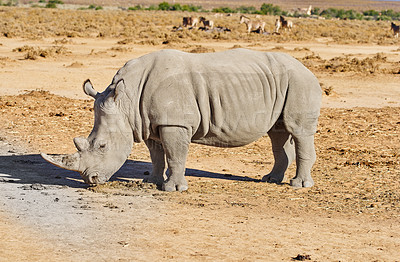 Rhino- power and strenght